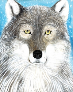 Grey wolf